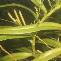 Acampe ochracea (Lindl.) Hochr.
